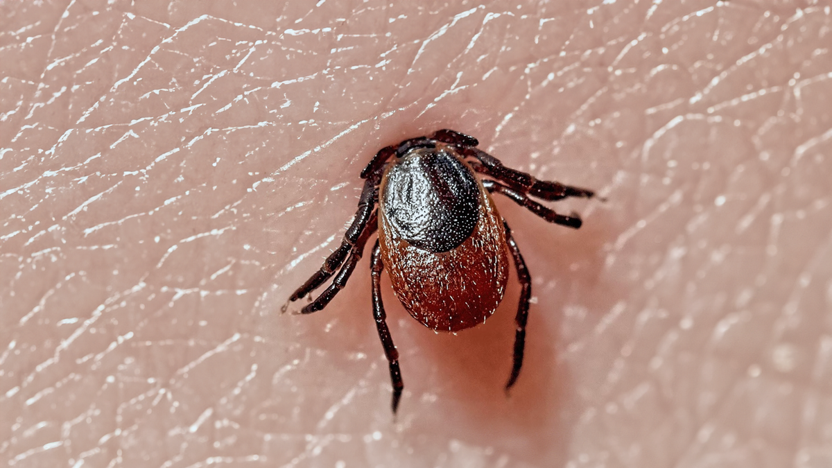 How Can We Stop Lyme Disease? What the Research Says